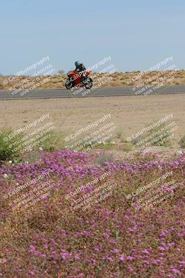 media/Mar-12-2023-SoCal Trackdays (Sun) [[d4c8249724]]/Turn 15 Inside Bloom (130pm)/